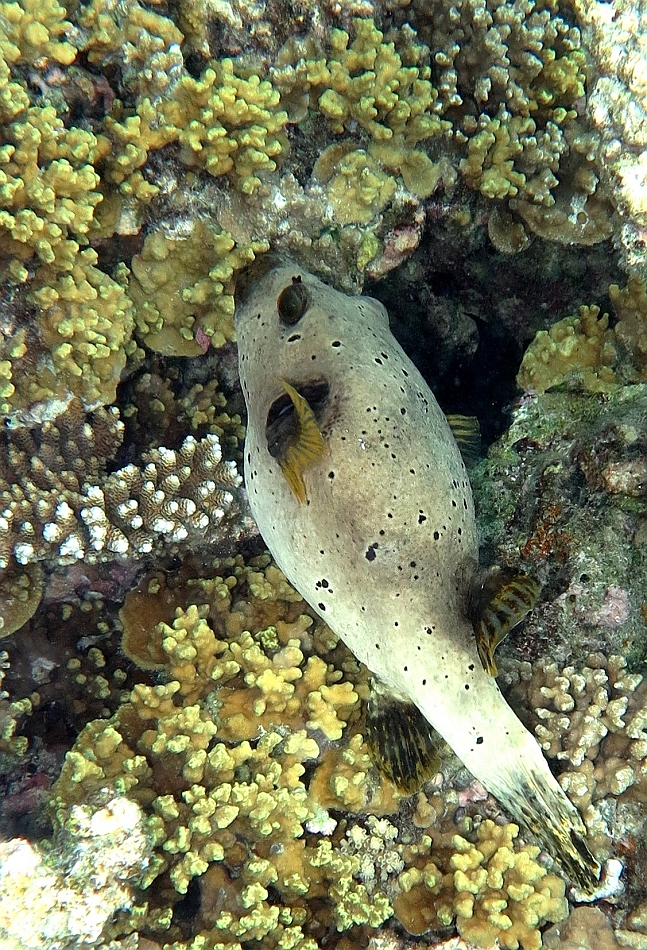 IMG_0918rf_Maldives_Madoogali_House reef _Tetrodon jaune ou poisson ballon a taches noires_Arothron nigropunctanus.jpg